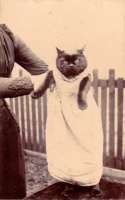 Кот в платье ~ 1900 год.jpg