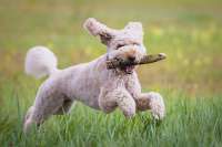 labradoodle-dog-stick-running-grass.webp