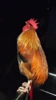 16902951350640.mp4