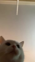 Cat.webm