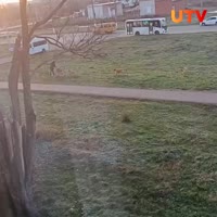 собаки рвут.mp4