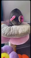 17480153024513.mp4