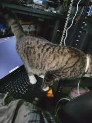 ibm-thinkkitty-v0-os4uytassq9f1.webp