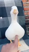 17359193816490.mp4