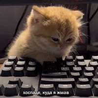 а куда .jpg