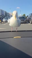 17536195666908180.mp4