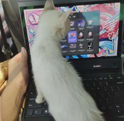 shes-new-to-linux-v0-ulwtdcspucmf1.webp