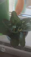 IMG20250804100739.jpg