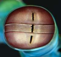 mantisshrimpeyef.jpg