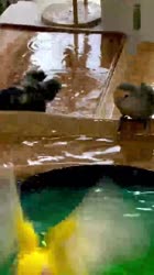 VID20250406205355079.mp4