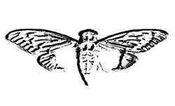 cicada.jpg