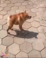 онотоме.gif
