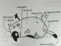 hohmodromCHAKRYI3.jpg
