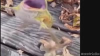 smex2.webm