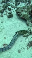 qbusizvis0f0d18m0720x1280.mp4