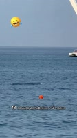 🤣Когда иные аргументы уже не действуют😄🌊Стая дельфинов это вам не шутки🐬😉.mp4
