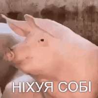 gifgit.gif