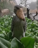 17326391568960.mp4