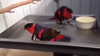 16735814162660.mp4