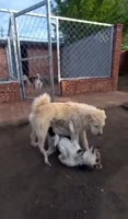 boss.mp4