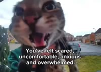 positivity sensei.mp4