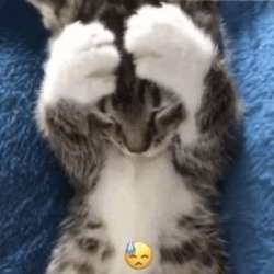 кот-плачет.gif