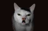 hitler cat.jpg
