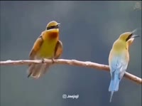 1748380396137.mp4