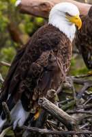 eagle-86650131280.jpg