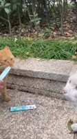 om nom.mp4