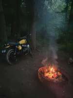 bear-650-in-its-element-v0-8y0lpk1ugccf1.webp