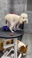 physics.mp4