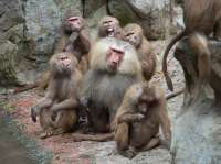hamadryas-baboons-family-family-group-hamadryas-baboon-monkeys-resting-rocks-as-background-159163878.jpg