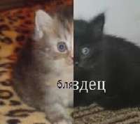 17522260993930.webp