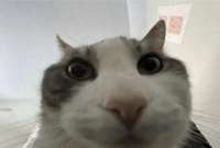 cat-looks-inside-cat.png