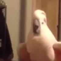 17508927246020.mp4