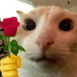 котк.jpg