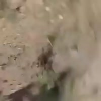 ДАМЭМЭ.mp4