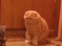 32123112.mp4