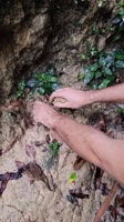 What Vegans Eat in Nature #shorts.mp4