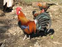 Coq-gaulois-dore.JPG