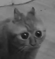 15274761486160.png