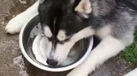 haski.mp4