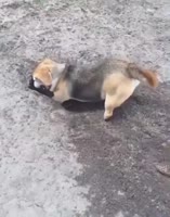 sobaka.mp4