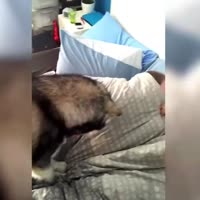 haski2.mp4