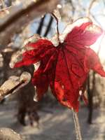 IMG20201122160850.jpeg