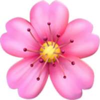 cherry-blossom.png