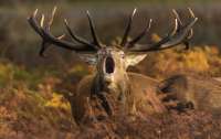 deer1.jpg