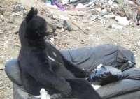 bearseat03.jpg