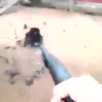 туда ли ты зашел петушок.webm